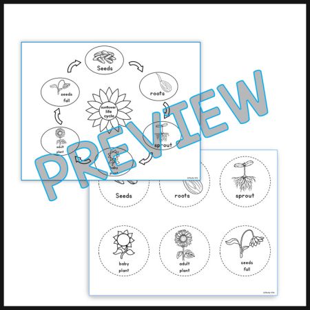 Sunflower Life Cycle and Craft Activity Worksheets