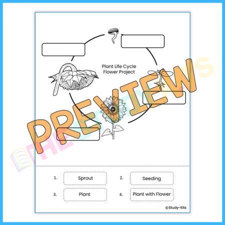 Plant Life Cycle Craftivity Worksheets